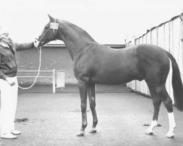 stallion Solaris xx (Thoroughbred, 1959, from Solonaway xx)