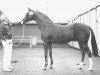 stallion Solaris xx (Thoroughbred, 1959, from Solonaway xx)