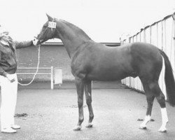 stallion Solaris xx (Thoroughbred, 1959, from Solonaway xx)