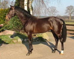 horse Cancun VDL (KWPN (Royal Dutch Sporthorse), 2002, from Corland)