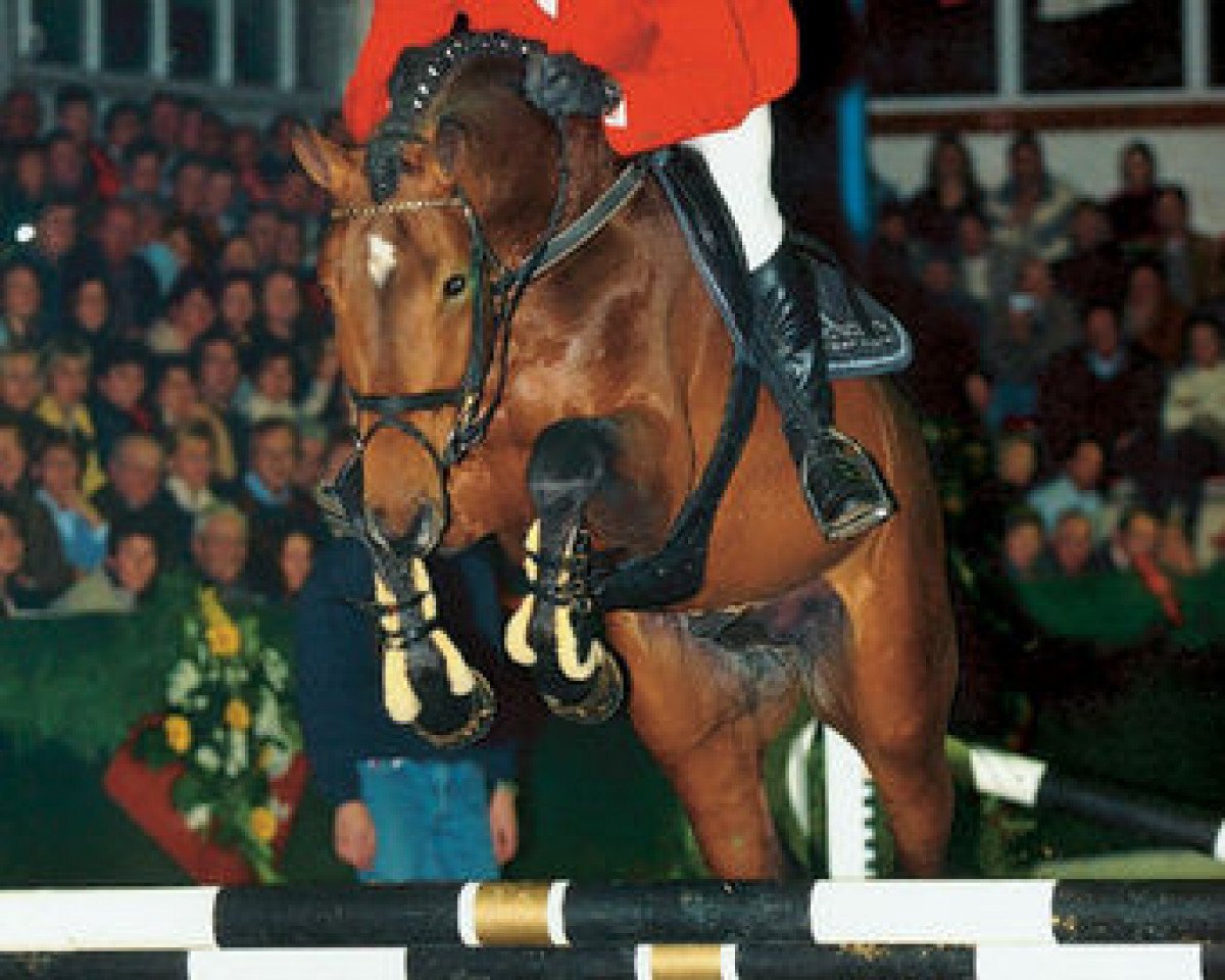 jumper Albatros 86 (Hanoverian, 2001, from Acord II)