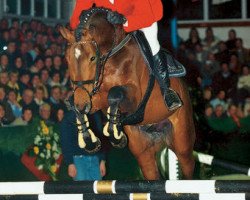 jumper Albatros 86 (Hanoverian, 2001, from Acord II)