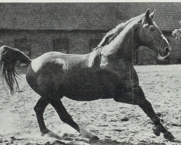 stallion Dominus (Hanoverian, 1944, from Dominant)