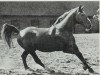 Pferd Dominus (Hannoveraner, 1944, von Dominant)