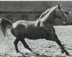 Deckhengst Dominus (Hannoveraner, 1944, von Dominant)