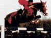 horse Gute Sitte (Hanoverian, 1966, from Grande)