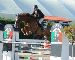 stallion Ayrton Sitte (Belgian Warmblood, 2006, from Carthago)