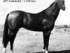stallion Gundogar (Akhal-Teke, 1961, from Gelishikli)