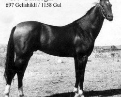 stallion Gundogar (Akhal-Teke, 1961, from Gelishikli)