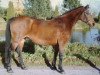 horse Bilda (Holsteiner, 1987, from Silvester)
