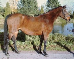 broodmare Bilda (Holsteiner, 1987, from Silvester)