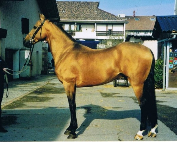 stallion Dajmir (Akhal-Teke, 1993, from Dorkusch)