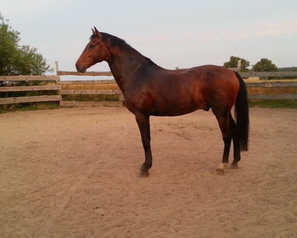 horse Lionking 3 (Holsteiner, 2005, from Lothringer)