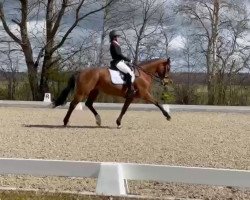 dressage horse Hazel B (Hanoverian, 2007, from Herzensdieb)