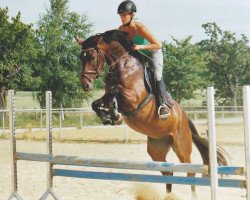 broodmare Knauers Carlotta (German Sport Horse, 2009, from Cento)