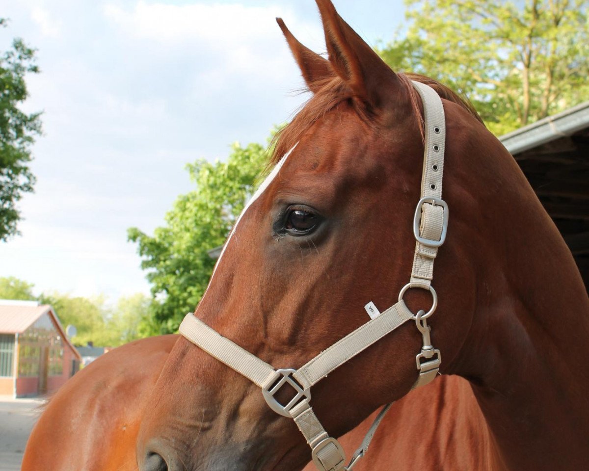 jumper Dascha 98 (Hanoverian, 2004, from Dacaprio)
