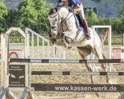 jumper Chaccino 3 (German Sport Horse, 2012, from Chaccos' Son)