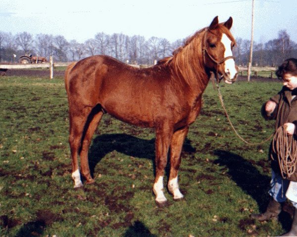 Deckhengst Tassili ox (Vollblutaraber, 1972, von Ludrex ox)