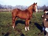 stallion Tassili ox (Arabian thoroughbred, 1972, from Ludrex ox)