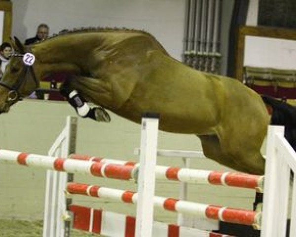 jumper Colorimo (German Sport Horse, 2009, from Colorit)