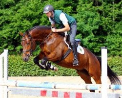 jumper Cheetah (German Sport Horse, 2009, from Contract)