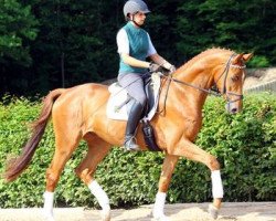 dressage horse Boris (German Sport Horse, 2009, from Bootsmann 10)