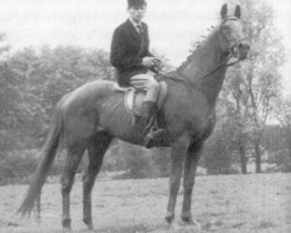 horse Koridon xx (Thoroughbred, 1946, from Karamont xx)