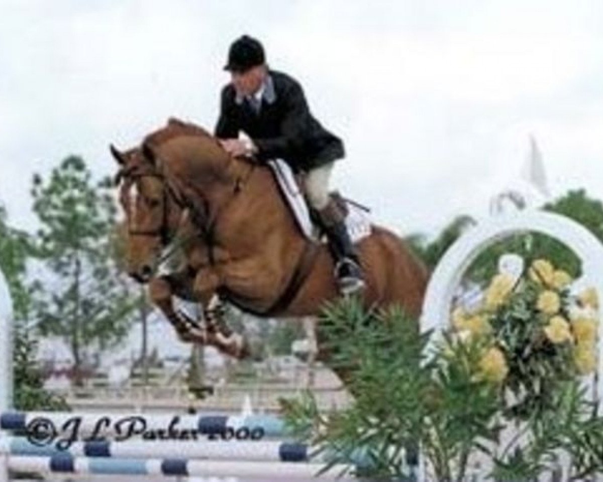 horse Caballo (Holsteiner, 1995, from Coriano)