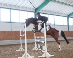 jumper Ai Al Shama Sheik Al Badi (Arab half breed / Partbred, 2007, from Sheik Al Badi ox)