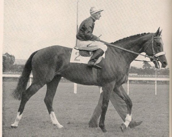 Pferd Oliveri xx (Englisches Vollblut, 1953, von Macherio xx)