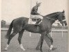 stallion Oliveri xx (Thoroughbred, 1953, from Macherio xx)