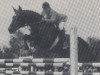 stallion Granat (Westphalian, 1979, from Gottwalt)