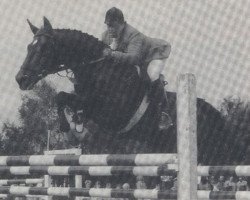 stallion Granat (Westphalian, 1979, from Gottwalt)