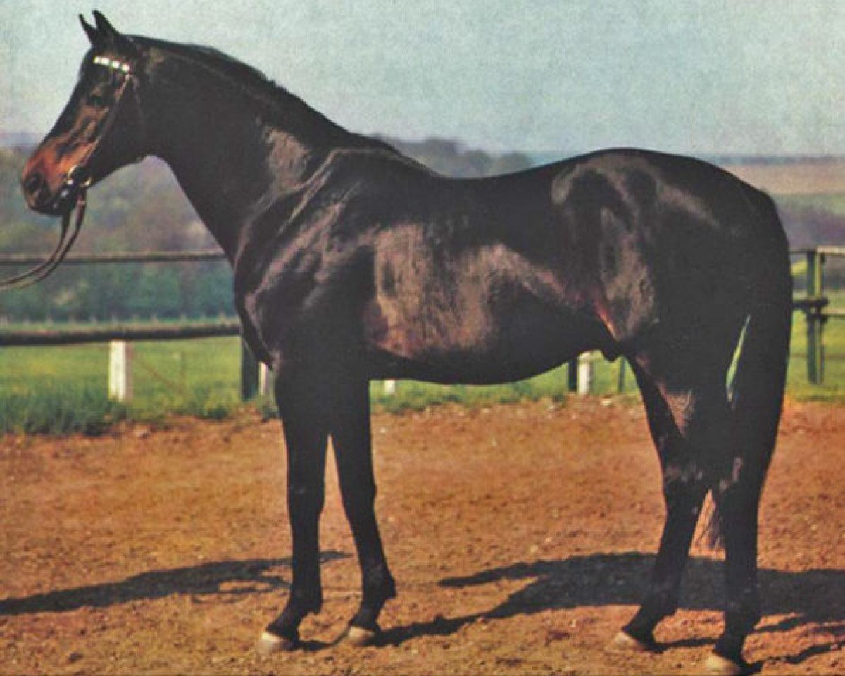 stallion Vargas xx 1329 (Thoroughbred, 1967, from Brat xx)