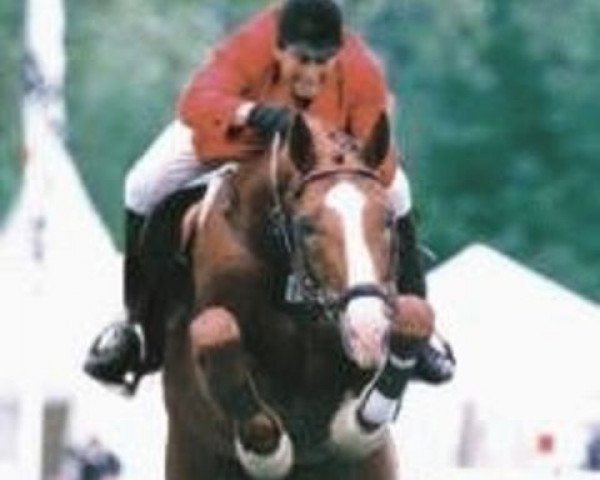 stallion Amalgan (Zweibrücken, 1987, from Alexis Z)