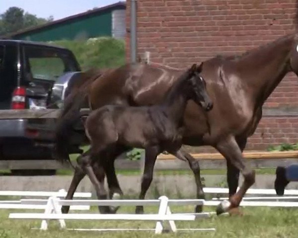 stallion Famos (Westphalian, 2013, from Fürstenball)