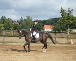 dressage horse Lancellot (Brandenburg, 1997, from Lancer III)