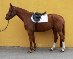 jumper Levius (German Sport Horse, 2009, from Levistano)