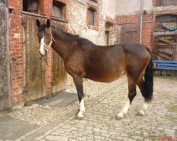 broodmare Attika (Thuringia, 1987, from Disponent 3310)