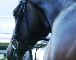 dressage horse Sir Angel (German Sport Horse, 2009, from Sommerhit)