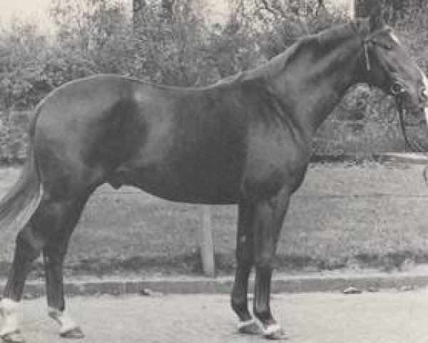 stallion Sekt (Brandenburg, 1965, from Senatus)
