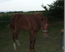 Springpferd Lord Levistano (Deutsches Sportpferd, 2012, von Levistano)