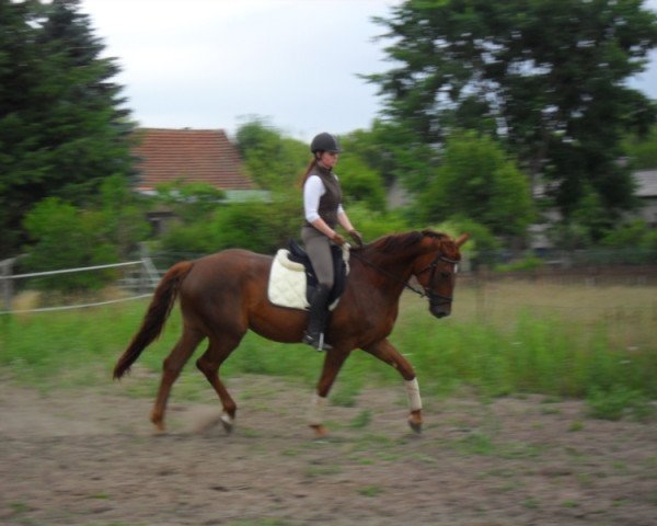 dressage horse Dr. Watson 10 (German Sport Horse, 2009, from Don Aparte)
