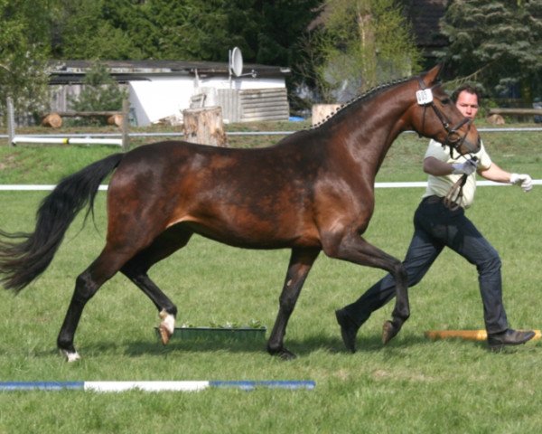 Zuchtstute Lady Sunshine AW (Hannoveraner, 2009, von Levistano)