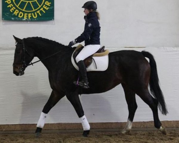 dressage horse Tosca (German Sport Horse, 2008, from Samtorio I)