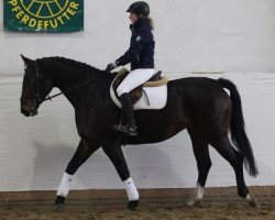 dressage horse Tosca (German Sport Horse, 2008, from Samtorio I)