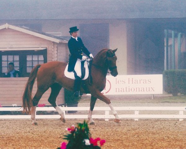 dressage horse Watzlawick (Hanoverian, 1994, from Walt Disney I)