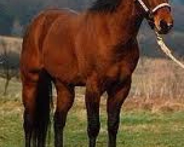 Deckhengst Taco Lena (Quarter Horse, 1981, von Doc OLena)