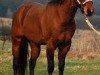 Deckhengst Taco Lena (Quarter Horse, 1981, von Doc OLena)