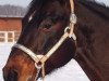 Deckhengst Okie B Lena (Quarter Horse, 1992, von Taco Lena)